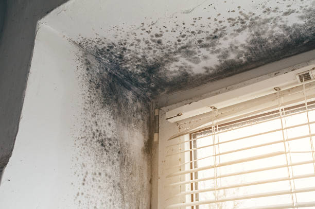 Affordable Mold Removal solutions in Jackson, NJ